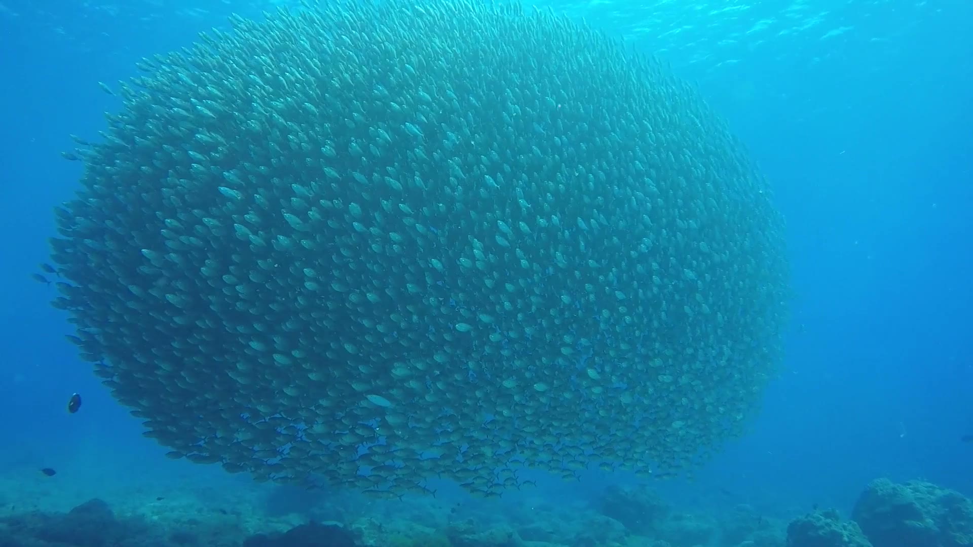 A dense school of fish moving as one body
